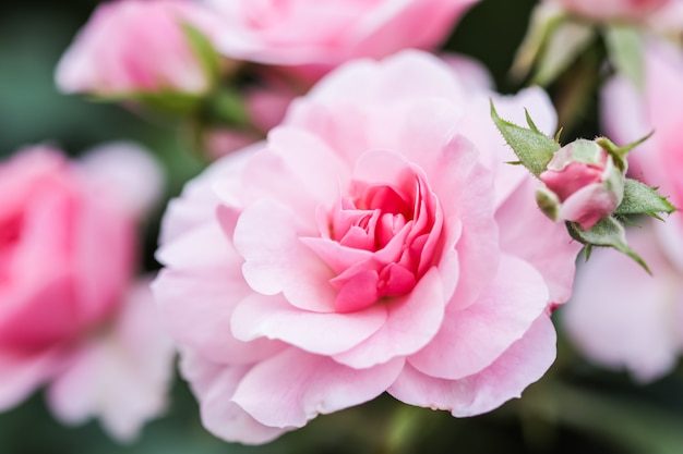 Soft pink rose bonica with buds in the garden perfect for background of greeting cards for birthday