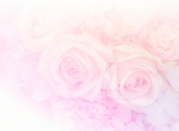 Soft pink rose flowers background