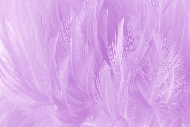 柔らかい紫色の羽のテクスチャ背景。