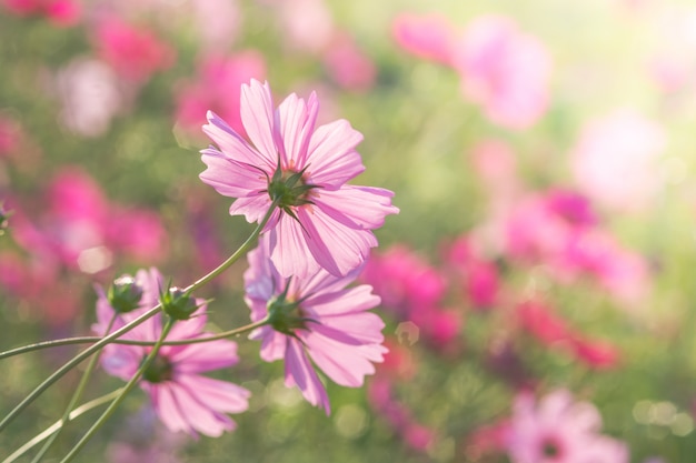 Soft, selective focus of Cosmos, blurry flower for background, colorful plants 