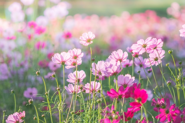 コスモス、背景、カラフルな植物のぼやけた花のソフト、選択的な焦点