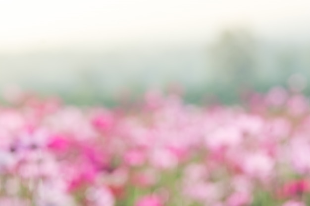 Soft, selective focus of Cosmos, blurry flower for background, colorful plants 