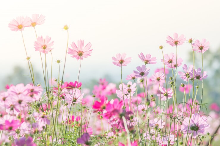 Photo 코스모스, 배경, 화려한 식물에 대 한 모호한 꽃의 부드럽고 선택적 초점