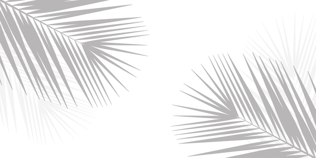 Soft shadows of palm leaves or coconut leaves Shadows of tropical trees copy space white background