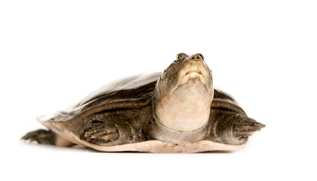 Soft-shell turtles  - Family: Trionychidae isolated