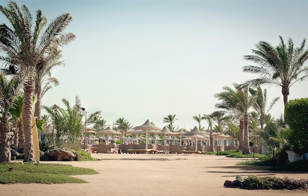 Soft sunny background beautiful palm trees and flowers rest by the sea in hot countries