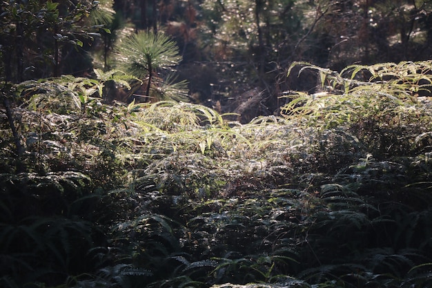 Soft sunset lights beautiful color in the nature forest evening time 