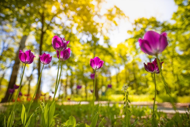 Photo soft sunset romantic love blooming tulip flowers wallpaper holidays card idyllic nature closeup