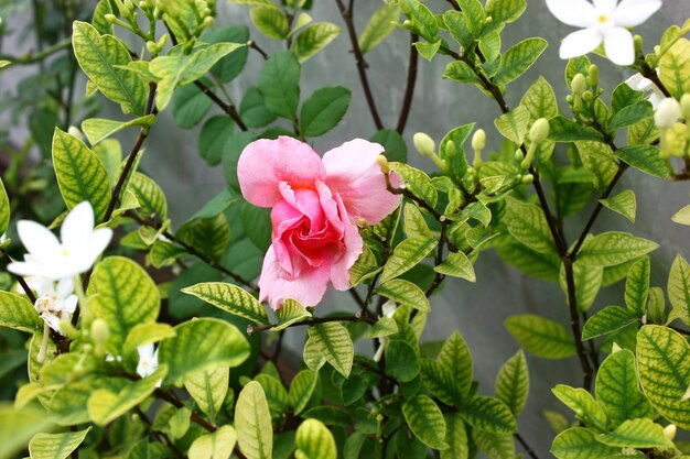 Photo soft sweat pink rose in garden