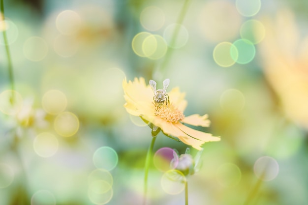 Soft warm nature spring natural background with pronounced bokeh and blur