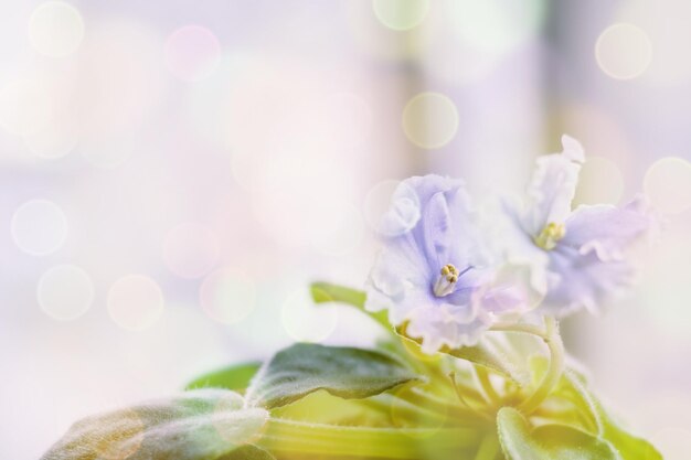 Soft warm nature spring natural background with pronounced bokeh and blur