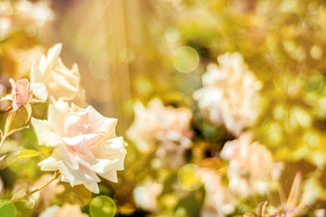 Premium Photo | Soft warm nature spring natural background with pronounced  bokeh and blur