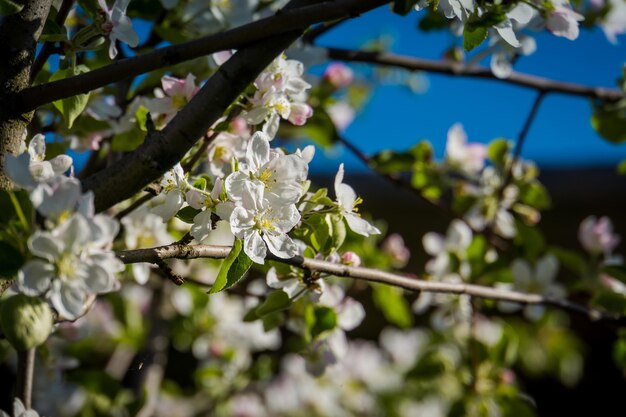 Soft white blooming trees over the clear blue sky