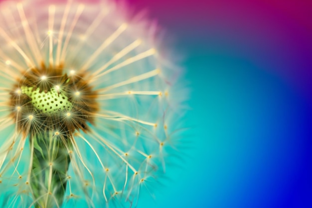 Soft white dandelion seeds micro shot on a colorful background