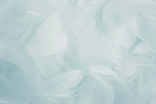 Soft White Fluffly Featehrs Texture Background