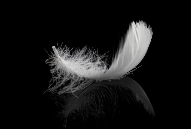 Soft white fluffy feather on black background