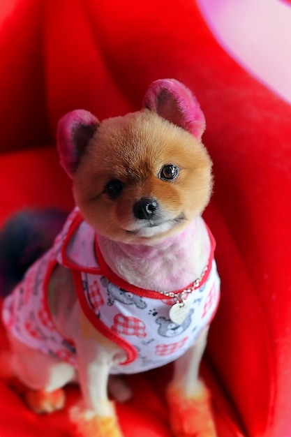 softly-focus image of colorful dye hair lovely puppy chihuahua on red sofa