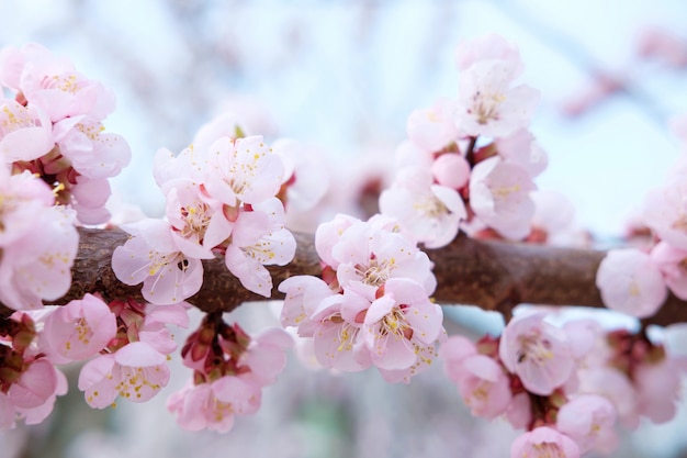 Photo softly pink blooming tree of sakura on background of blue sky at spring