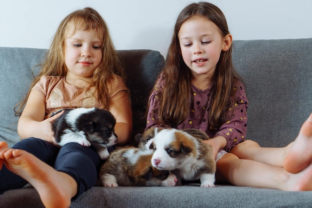 Softness Charming girls are sitting on couch stroking several corgi puppies and giving them names Little puppies