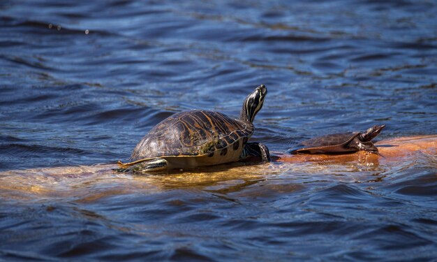 Photo softshell turtle apalone ferox sits on a log with a florida red bellied turtle pseudemys nelsoni