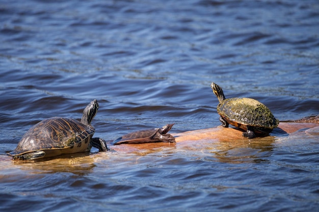 Photo softshell turtle apalone ferox sits on a log with a florida red bellied turtle pseudemys nelsoni