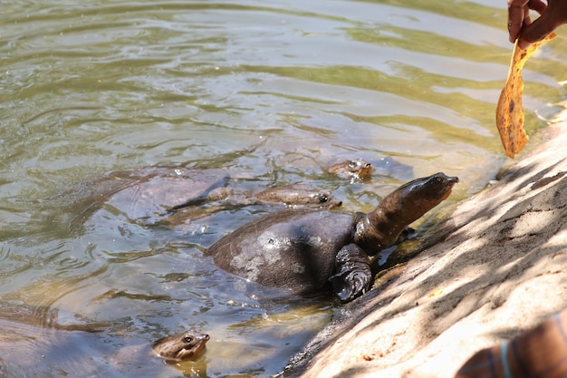 Softshell turtle coming out of the lake and trying to reach and eat the food