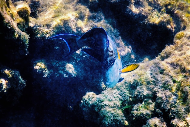 Sohal Surgeonfish, sohal tang(Acanthurus sohal) 해양 생물