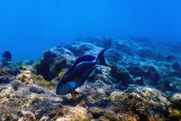 Sohal Surgeonfish, Sohal Tang (Acanthurus sohal) Морская жизнь