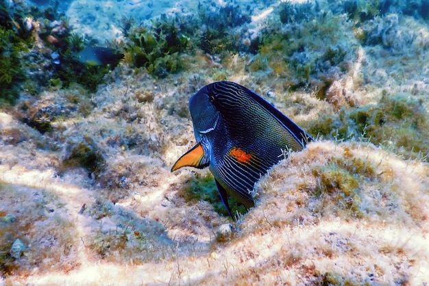 The Sohal Surgeonfish sohal tang Acanthurus sohal