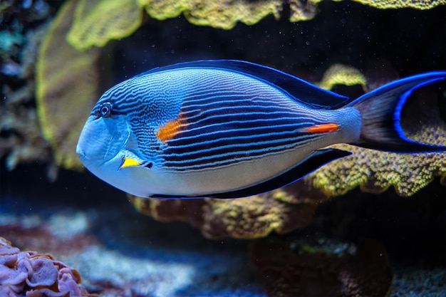 Sohal surgeonfish underwater