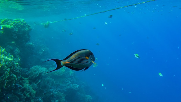 紅海のSohalTang（Acanthurus sohal）外科医。