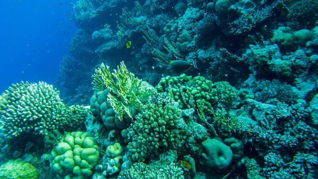 Photo sohal tang (acanthurus sohal) surgeonfish in red sea.