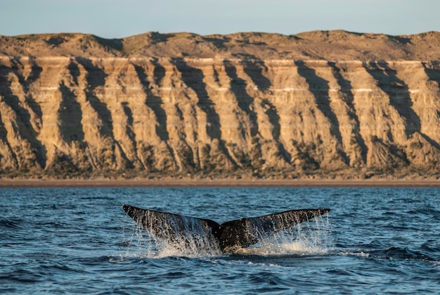 Sohutern juiste walvis lobtailing bedreigde soort PatagoniaArgentinië