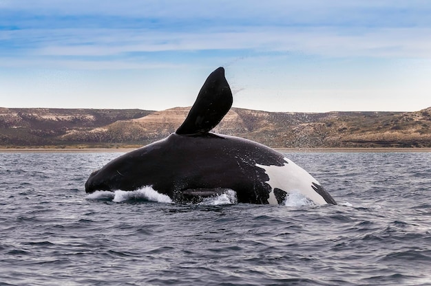 Sohutern juiste walvis springende bedreigde soort PatagoniaArgentinië