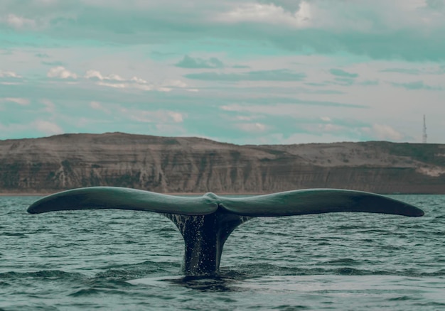 Sohutern right whale lobtailing endangered species PatagoniaArgentina