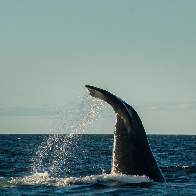 Sohutern right whale tail endangered species PatagoniaArgentina