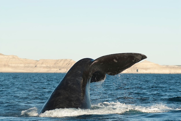 Хвост южного кита Sohutern охотится на вымирающие виды PatagoniaArgentina