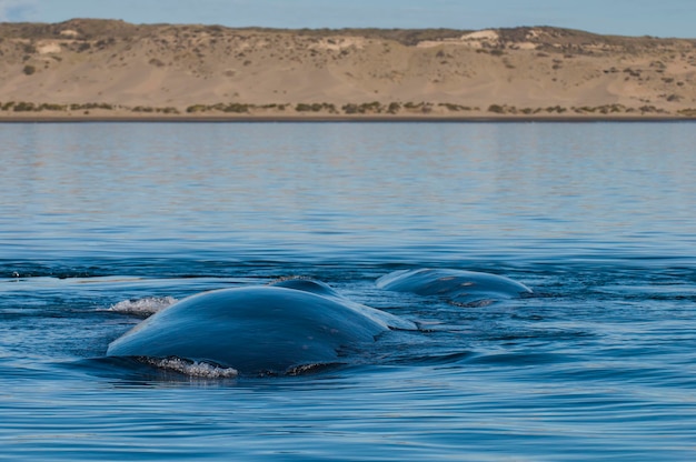 Sohutern right whale whale breathing peninsula valdes patagoniaargentina