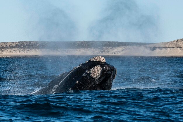 Sohutern right whale whale breathing Peninsula Valdes Unesco World Heritage Site Chubut Province PatagoniaArgentina