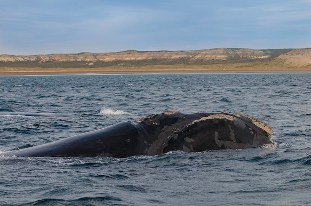 Photo sohutern right whales in the surface peninsula valdes patagoniaargentina