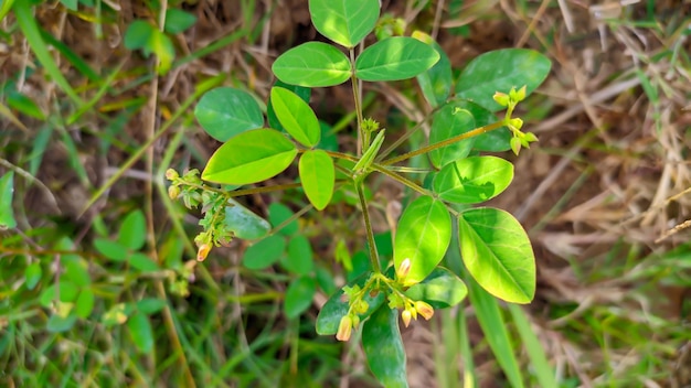 Photo the soil calincing plant has the latin name oxalis barrelieri