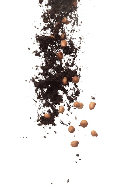 Soil dirt peanut bean mix fall fly explosion Peanut bean soil fertilizer abstract cloud fly Soil mix peanut beans planting splash stop in air white background isolated high speed freeze motion
