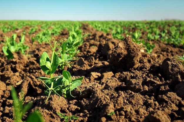 In the soil green pea sprout shoots. Green shoots in the garden. Vegetable pea in the field. Flowering legumes. Cultivation