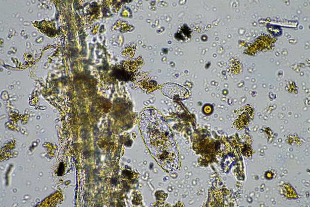 Soil microbes in a compost on a farm in india