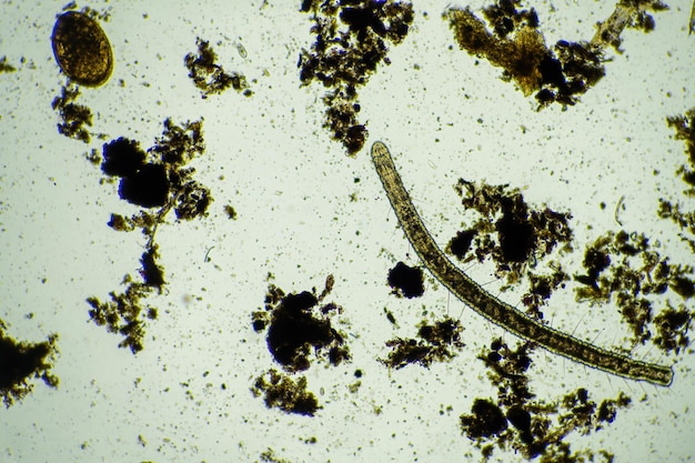 Foto microbi del suolo in un compost in una fattoria in india