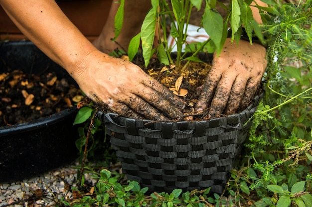 Miscelazione del terreno con concime organico per piantare la vegetazione a mani nude