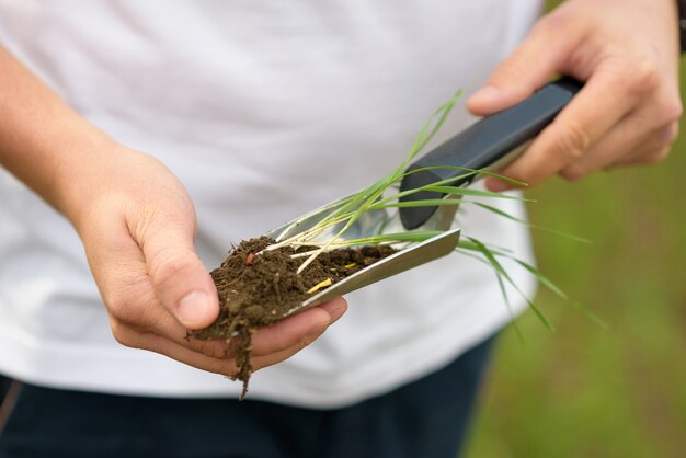 Soil and plant sprouts on the shoulder blade