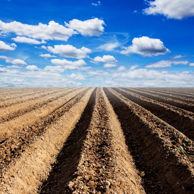 Soil preparation for cultivation vegetable with blue sky