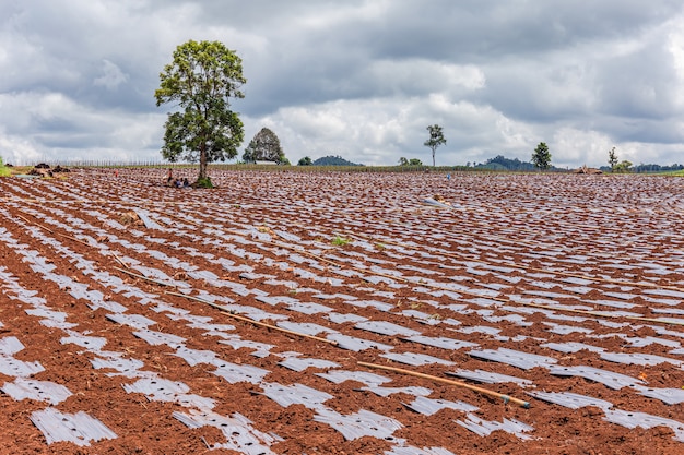 Photo soil preparation and growing crops