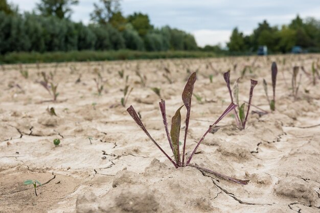 Photo soil radicchio